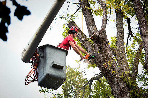 Reliable Smithfield, UT  Tree Services Solutions